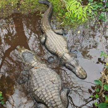 Gatorland - Gators - Zoos Near Me - Orlando, Florida Gatorland - Gators - Zoos Near Me - Orlando, Florida