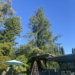 Speck and Sons Tree Service