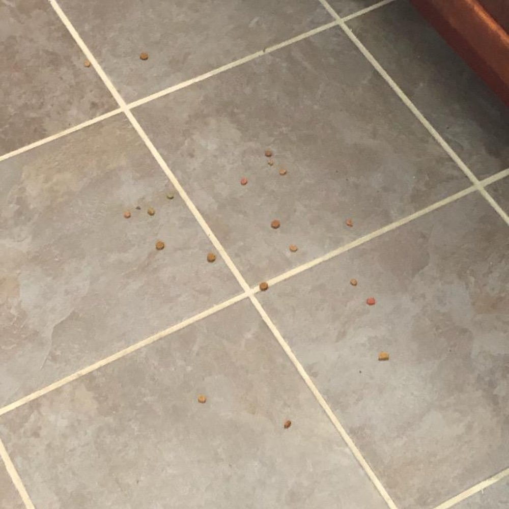 Sonise Cleaning Services - They did not even sweep! - Home Cleaning Near Me Sonise Cleaning Services - They did not even sweep! - Home Cleaning Near Me