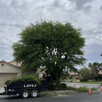 Chuy Lopez Tree Service - Before - it was long overdue for a major pruning. - Tree Services Near Me