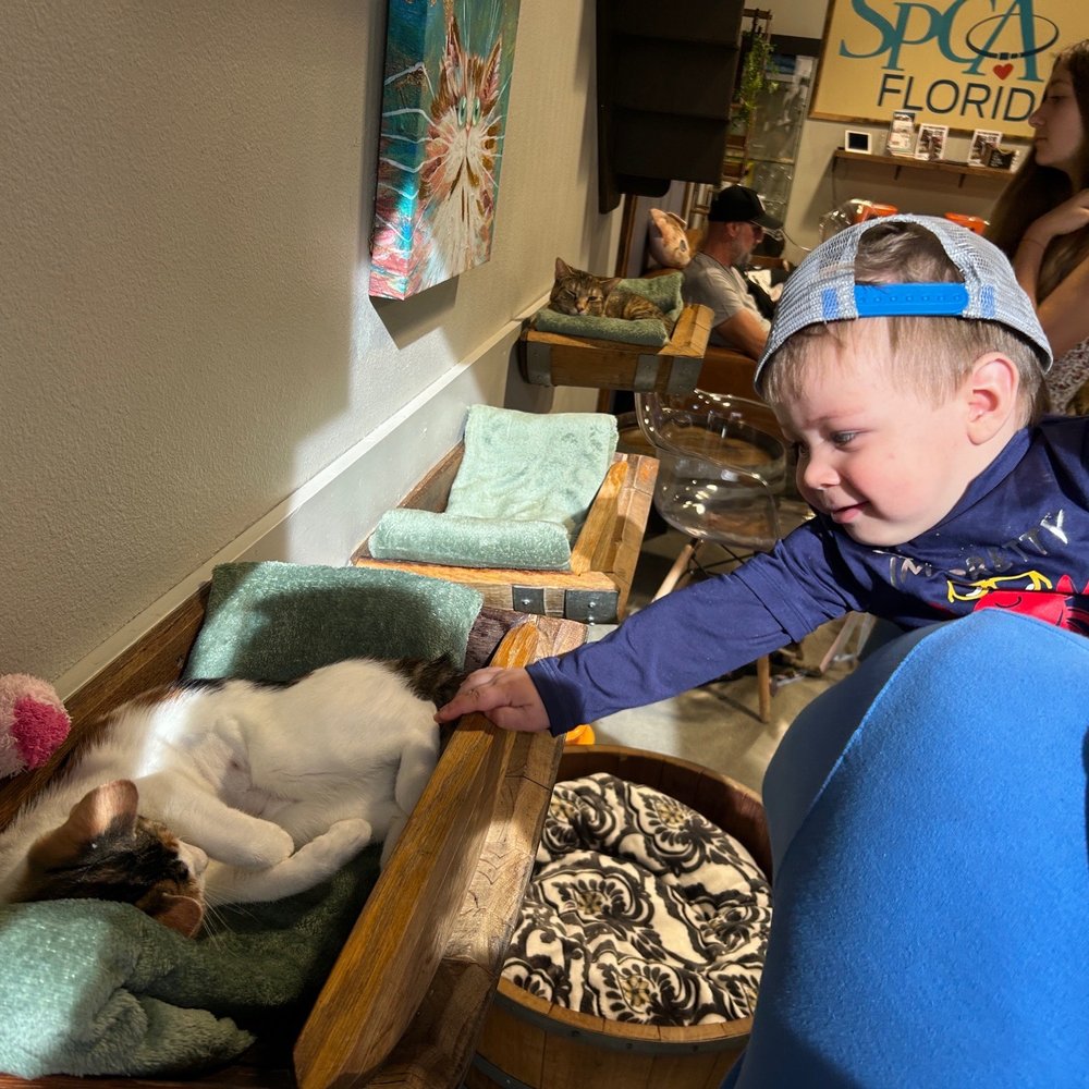 Orlando Cat Cafe - Animal Shelters Near Me - Clermont, Florida