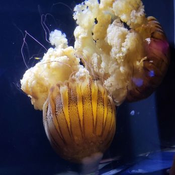 Birch Aquarium - An explosive type of jellyfish - Aquariums Near Me - La Jolla, California Birch Aquarium - An explosive type of jellyfish - Aquariums Near Me - La Jolla, California