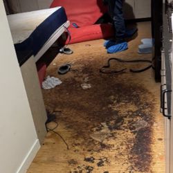 360 Hazardous Cleanup - Human feces and blood all over