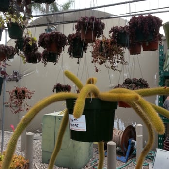 OC Succulents - Nurseries & Gardening Near Me - Irvine, California