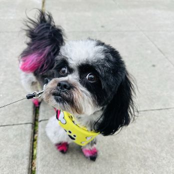 The Rich Groomer - Pet Groomers Near Me - Sacramento, California