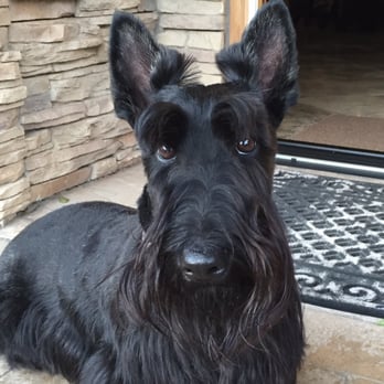 Tails A Waggin - Pet Groomers Near Me - Oceanside, California