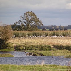 Wanderweg am Deich von Ummanz - Foto: Bfe auf wikivoyage shared
