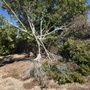 Tree Solution Pros