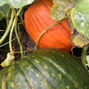 The Pumpkin Patch - Fruits & Veggies Near Me - Portland, Oregon The Pumpkin Patch - Fruits & Veggies Near Me - Portland, Oregon