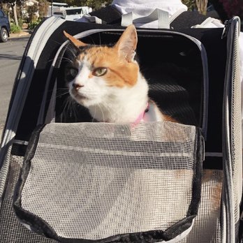 Fond Farewell - Veterinarians Near Me - Campbell, California