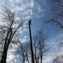 Photo of Hellock Tree Service