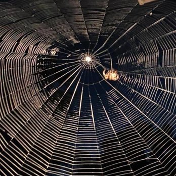 Windsor Pest Control - Photo - Pest Control Near Me Windsor Pest Control - Photo - Pest Control Near Me