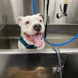 Just Dog People