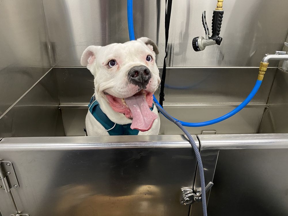 Just Dog People Image