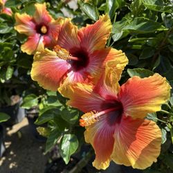 Robert G Shaw Piedmont Triad Farmers Market - Hibiscus
