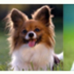 Babá de cachorro  Pet-sitters