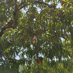 Taylor's Orchard
