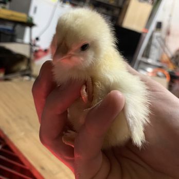 Agrarian - Hello bbs! - Livestock Feed & Supply Near Me - Indianapolis, Indiana
