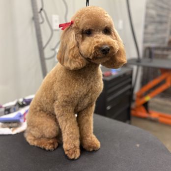 Grooming By Briana - Pet Groomers Near Me - Escondido , California Grooming By Briana - Pet Groomers Near Me - Escondido , California