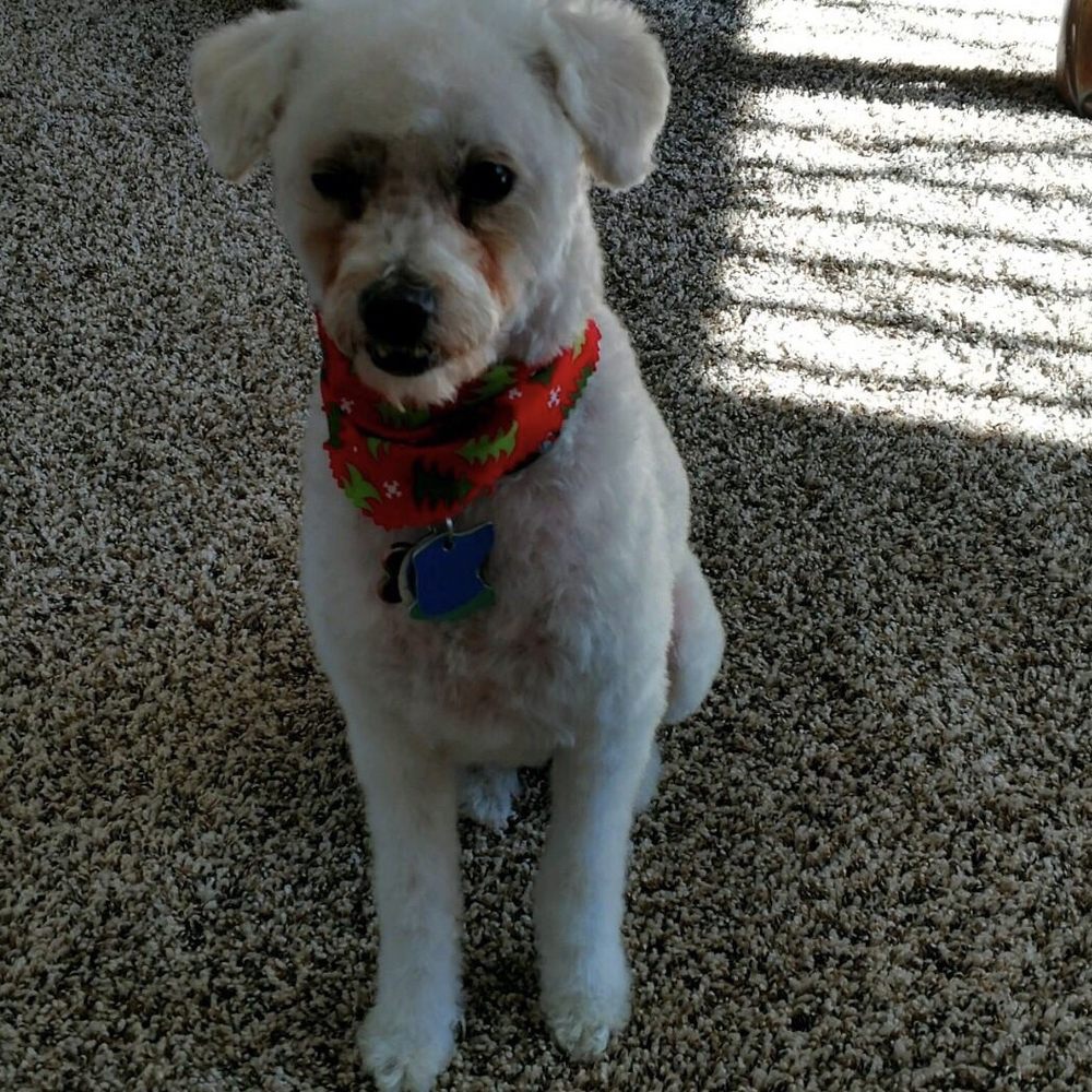 Frankie after Julie spruced him up. Frankie after Julie spruced him up.