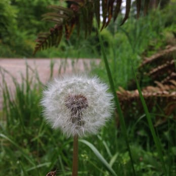 Stanley Park - Parks Near Me - Vancouver, British Columbia Stanley Park - Parks Near Me - Vancouver, British Columbia