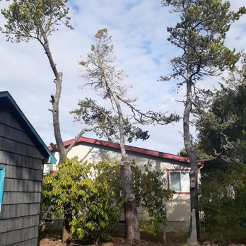 Top This Tree - Tree Services Near Me Top This Tree - Tree Services Near Me