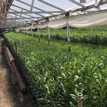 Carlos Floral - Plant nursery behind the main building - Florists Near Me - Encinitas, California