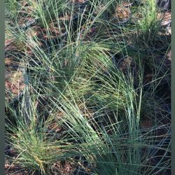 Manalisco Nurseries - Muhlenbergia