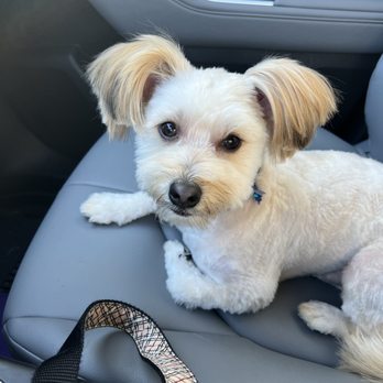 Pet Star Salon - Pet Groomers Near Me - Fairfax, Virginia Pet Star Salon - Pet Groomers Near Me - Fairfax, Virginia