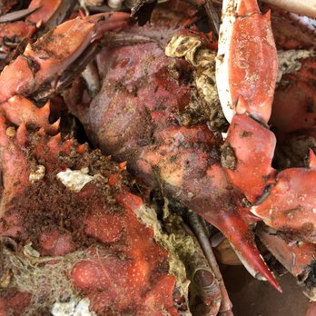 Nicks Fish House - A dozen medium blue crabs - Seafood Near Me - Baltimore, Maryland Nicks Fish House - A dozen medium blue crabs - Seafood Near Me - Baltimore, Maryland