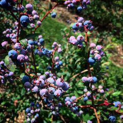 Paul Mazza's Fruit & Vegetables - Blueberry picking