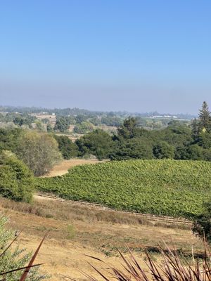 Fog Crest Vineyard by null