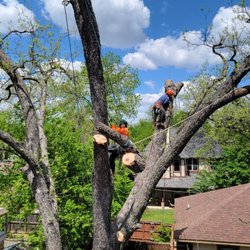 Albert’s Tree Service