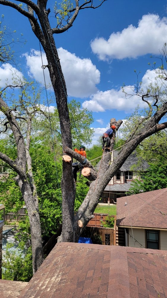 Albert's Tree Service - tree service in Richardson, TX