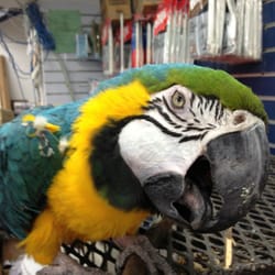 Discount Mart - Cookie lives in Discount Mart and walks up and down the isles all day.