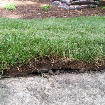 Schollmeyer Landscaping - a patch of grass in the middle of a sidewalk - Landscaping Near Me Schollmeyer Landscaping - a patch of grass in the middle of a sidewalk - Landscaping Near Me