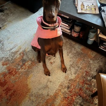 PawsVIP - Scarlet has been going to VIP for almost 4 years and she loves it. We never have a worry when she is in their care. - Pet Groomers Near Me - Seattle, Washington