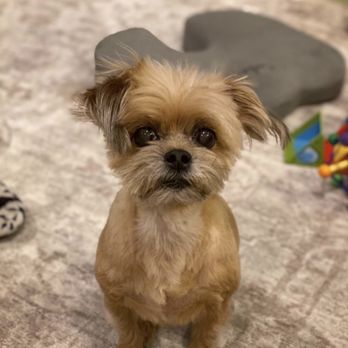 Animal Salon - Bruin loves going to Holly - Pet Groomers Near Me - San Diego, California Animal Salon - Bruin loves going to Holly - Pet Groomers Near Me - San Diego, California