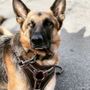 Photo of Rooby Doo Canine Academy