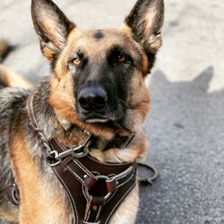 Rooby Doo Canine Academy - Jack