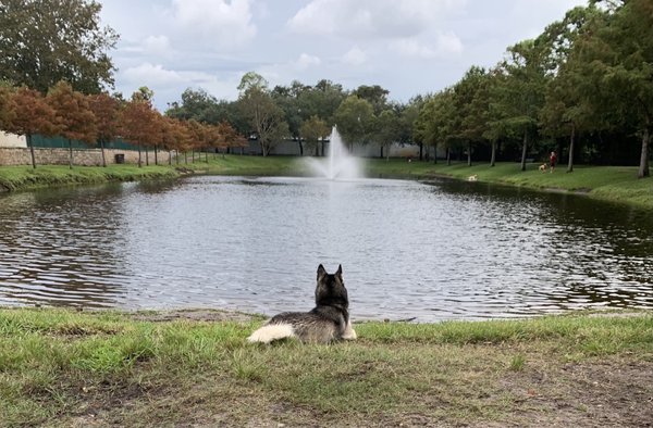 ATLANTIC BEACH DOG PARK - 268 Aquatic Dr, Atlantic Beach, Florida - Dog Parks - Phone Number - Yelp