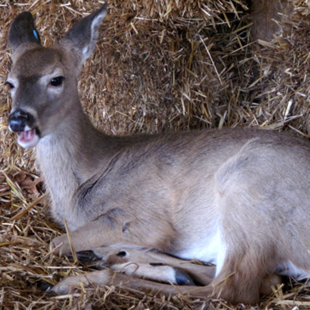 Double Diamond Deer Ranch - Baby Carrie, one of the 2012 fawns (making a cute eating face). - Zoos Near Me - Clarington, Pennsylvania
