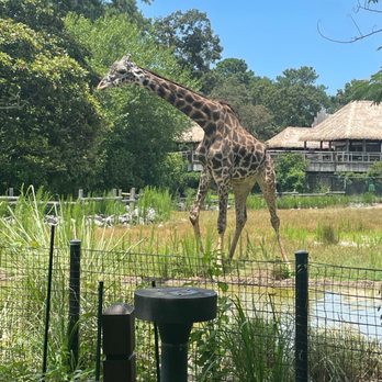 Virginia Zoo - A giraffe pretty close. - Zoos Near Me - Norfolk, Virginia Virginia Zoo - A giraffe pretty close. - Zoos Near Me - Norfolk, Virginia