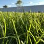 Photo of Add A Lawn Quality Hydroseeding