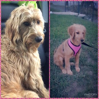 American Goldendoodle - Pet Breeders Near Me