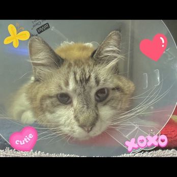 Trupanion - Pet Insurance Near Me - Seattle, Washington