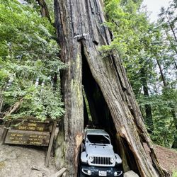 Shrine Drive Thru Tree - We made it through with our Jeep Sahara rental! Whew! Haha!!