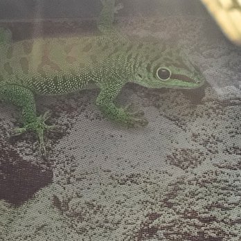 PetSmart - Im wondering how the conditions are for all the pets for sale in thos particular store. It just doesnt feel right. - Pet Stores Near Me - Fort Myers, Florida PetSmart - Im wondering how the conditions are for all the pets for sale in thos particular store. It just doesnt feel right. - Pet Stores Near Me - Fort Myers, Florida