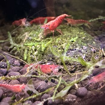 Something Fishy - Red cherry shrimp - Local Fish Stores Near Me - Oviedo, Florida