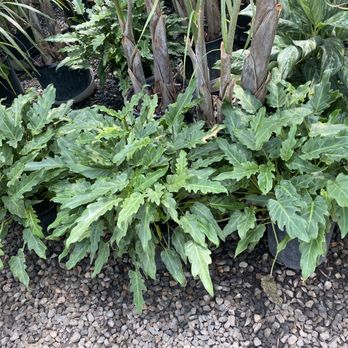 Little Eden Plantscaping - Nurseries & Gardening Near Me - Arvada, Colorado Little Eden Plantscaping - Nurseries & Gardening Near Me - Arvada, Colorado